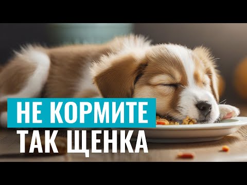 Видео: ❗️НЕ КОРМИТЕ ТАК ЩЕНКА! Самые распространенные ОШИБКИ ПРИ КОРМЛЕНИИ и их профилактика