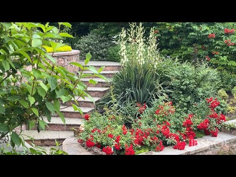 Видео: Яскраві сорти троянд Скарлет Мейяндекор (Scarlet Meillandecor),Руж Мейяндекор (Rouge Meillandecor)
