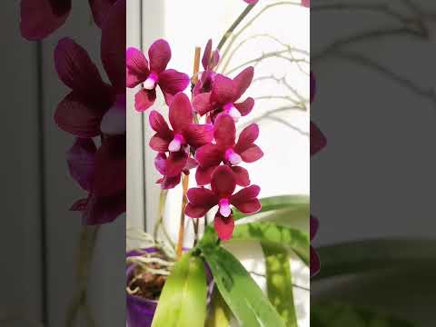 Видео: Phal. Black Pearl. Орхидея Чёрная жемчужина.