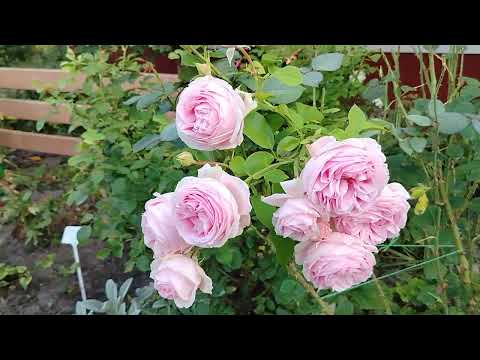 Видео: 10 сентября цветут розы