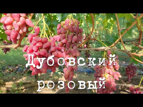 Видео: Дубовский розовый 2023