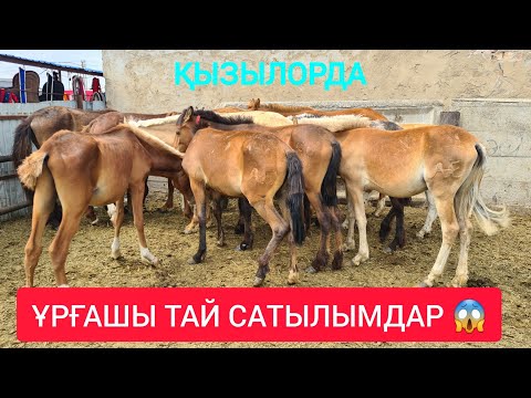 Видео: ҚЫЗЫЛОРДА МАЛ БАЗАРЫ, СИЫР ЖЫЛҚЫ КОЙ ЕШКІ БАҒАЛАРЫ.