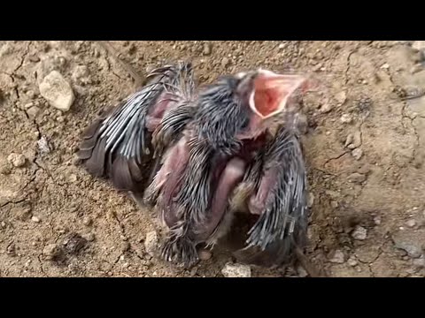 Видео: Щенок нашёл птенца и попросил хозяина спасти его 🐶🐦 | Трогательная история спасения