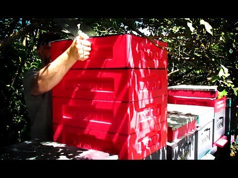 Видео: Генетическая ценность пчелы Buckfast VIV 55