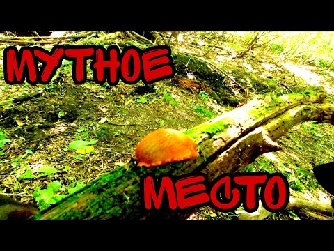 Видео: ИНТЕРЕСНОЕ МЕСТО, МЕТАЛЛОКОП, ПРИБОРНЫЙ ПОИСК.