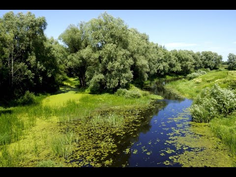 Видео: Сплав по реке Прохладная