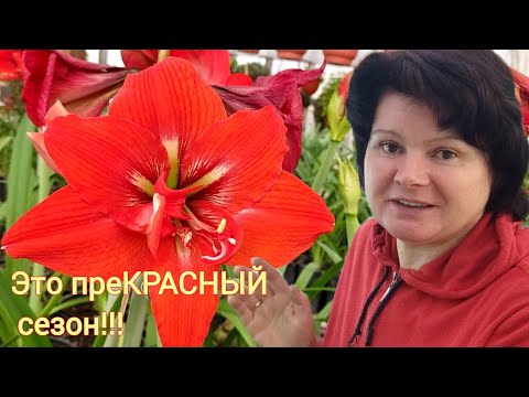 Видео: Почему худеют луковицы. Цветут сеянцы!