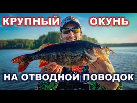 Видео: Отводной поводок спасает рыбалку. Крупный окунь на отводной поводок. Отводной поводок с лодки.