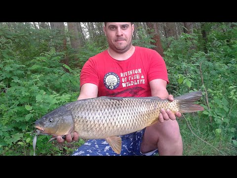 Видео: Риболов-Bushcraft на див Шаран река Дунав HD