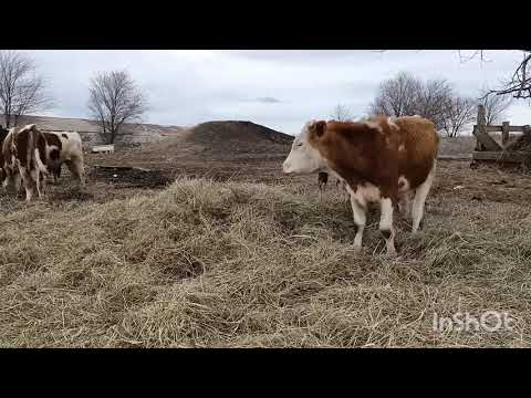 Видео: Нужна ли бычку кастрация.