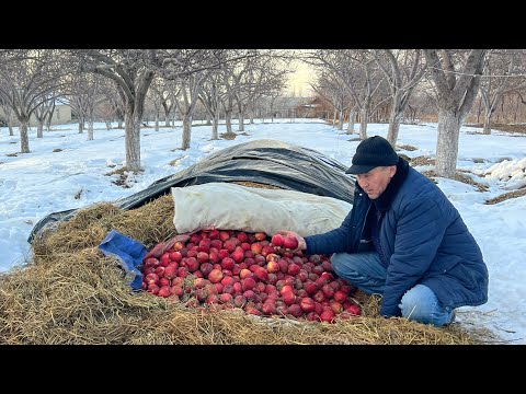 Видео: Кар астында алма сактоонун артыкчылыктары || Зулпукар Саматов