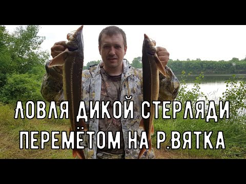 Видео: Ловля дикой СТЕРЛЯДИ перемётом на р.Вятка.