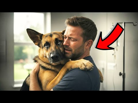 Видео: Умирающая собака обнимает хозяина перед усыплением — но ветеринар заметил странное и остановил всё!