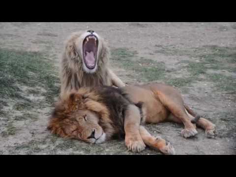 Видео: БЛАГОРОДНЫЙ  лев  ДЕЙЛ  !!! Истории наших питомцев !.Тайган .Крым .