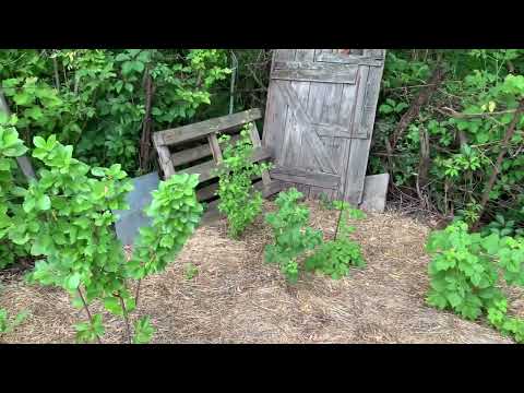 Видео: Обзор дачного участка 02.06.24г