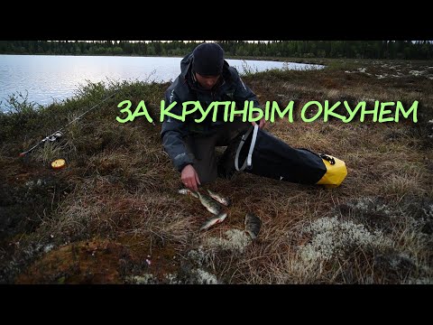 Видео: КРУПНЫЙ ОКУНЬ НА ДИКОМ ОЗЕРЕ. ПРИШЕЛ НА ВЕЧЕРНЮЮ ЗАРЮ.