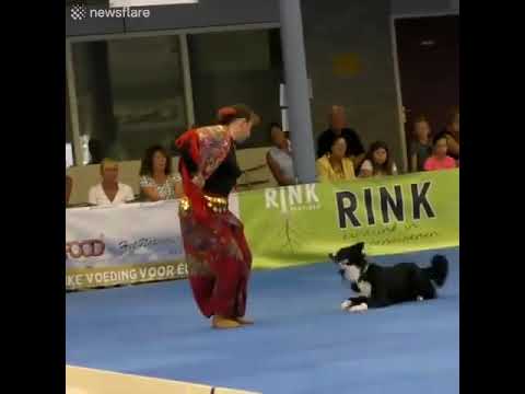 Видео: Dog dancing Gypsy.Пёс танцует цыганочку вместе с хозяйкой.#Конкурс_с_собаками#/