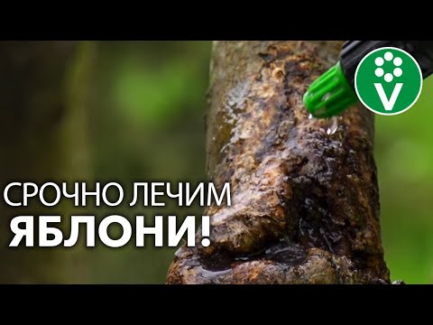 Видео: 4 ПРОСТЫХ ШАГА ЛЕЧЕНИЯ ЯБЛОНИ – СРОЧНО спасаем сад от болезней и вредителей!