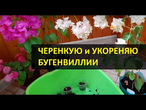 Видео: Бугенвиллии: КАК черенковать и укоренить (2019) / Бугенвилея укоренение