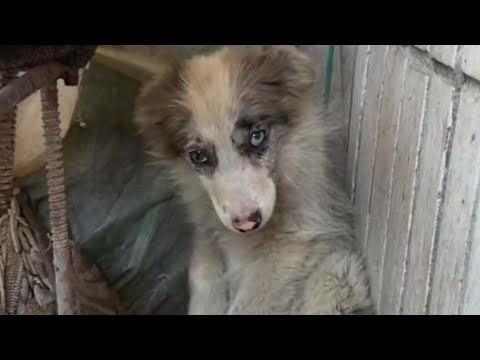 Видео: Бродячий бордер-колли, найденный у метеорита, преобразился после усыновления; девушка любит его