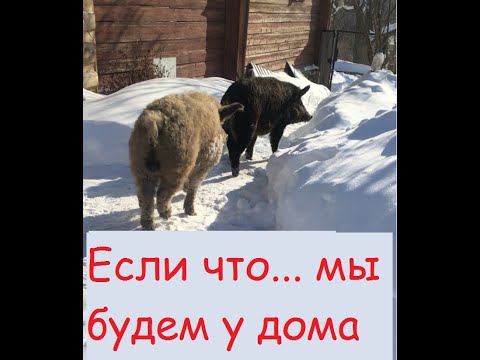 Видео: УБЕЖАЛИ СВИНЬИ