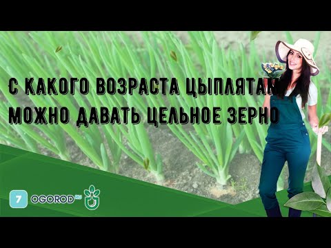 Видео: С какого возраста цыплятам можно давать цельное зерно