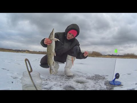 Видео: ЖЕРЛИЦЫ. ЩУКА. РЫБАЛКА НА ВОЛЖСКИХ ЗАЛИВАХ