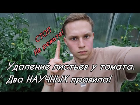 Видео: Как ПРАВИЛЬНО удалять листья у ТОМАТА? Не обрежьте лишнего!