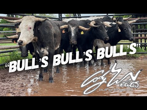 Видео: Совершенно новые боевые быки прибыли — Behind The Chutes #63