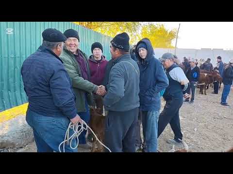 Видео: 19 ОКТЯБР 2025 ЖЫЛ ШЫМБАЙ МАЛ БАЗАР БАХАЛАРЫ