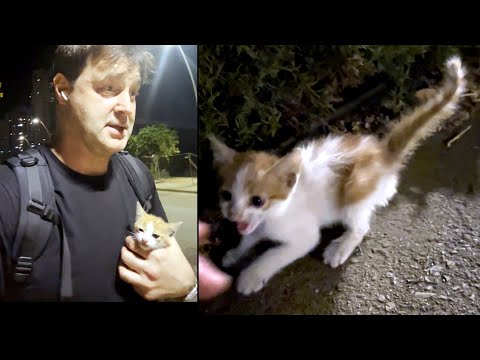 Видео: Маленький комочек счастья: история котёнка Пончика