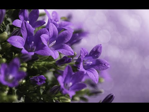 Видео: Колокольчик  скученный. Выращивание из семян.