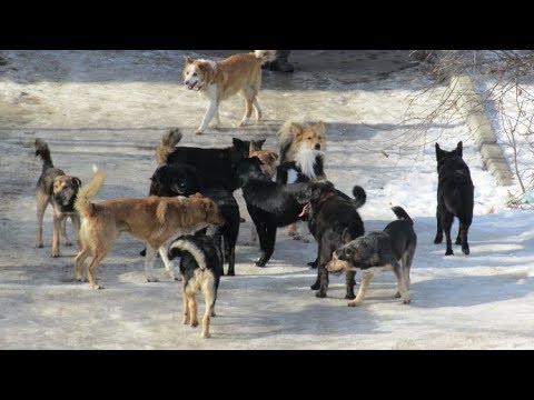 Видео: Отпугиватель Бродячих Собак.Пробуем на деле,большой тест.Dog Repeller.