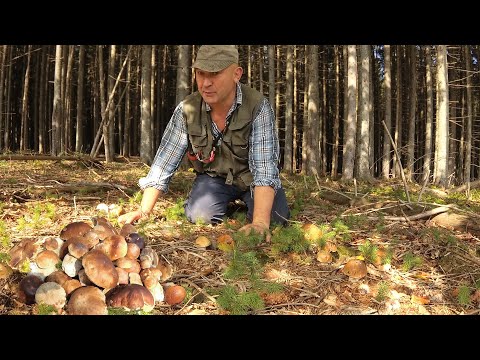 Видео: Грибное изобилие - С утра до ночи! Все серии подряд.