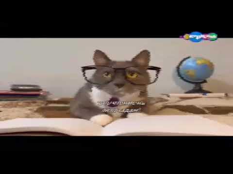 Видео: котинет 2 сезон 5 серия (05.03.2016) карусель (запись с телевизора)