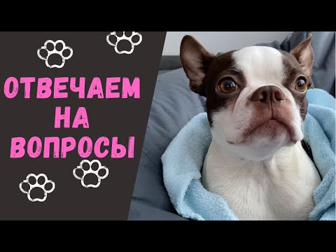 Видео: вопрос/ответ | о собаке Бостон Терьер