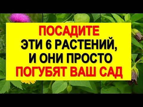 Видео: Никогда не сажайте эти 6 растений рядом с огородом - они лишают урожая и портят почву