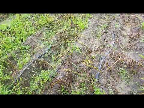 Видео: не врожайний рік на картоплю