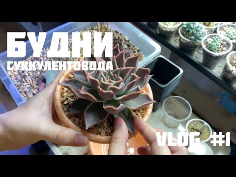 Видео: VLOG #1 Пересадка суккулентов. Немного теории и моих личных экспериментов