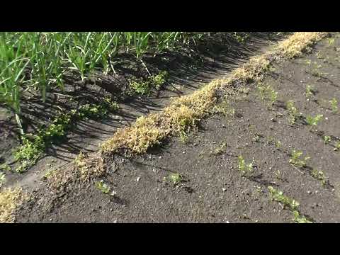 Видео: Что стало с морковью после керосина ?