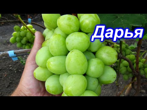 Видео: Дарья