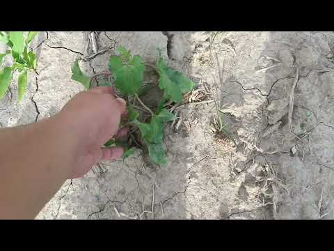 Видео: Выращивание люцерны и кукурузы на корм