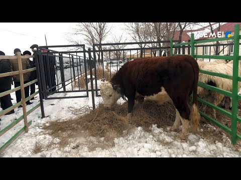 Видео: АЯГӨЗДЕ ШАРУАСЫН ӨРІСТЕТКЕН ҚОЖАЛЫҚ