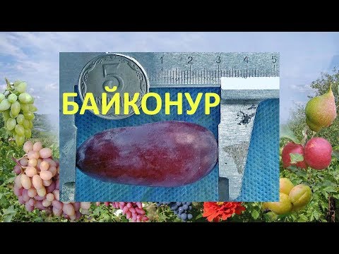 Видео: @Виноград 2018. Виноград Байконур. Отзыв о винограде