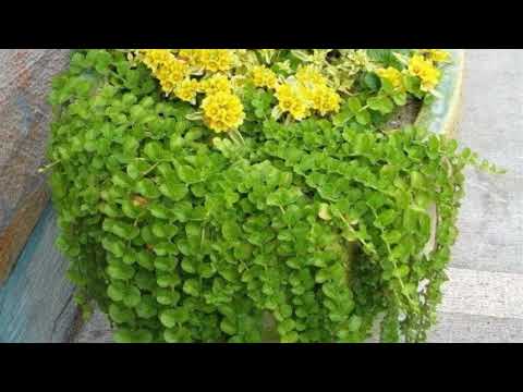 Видео: Вербейник монетчатый. Черенкование
