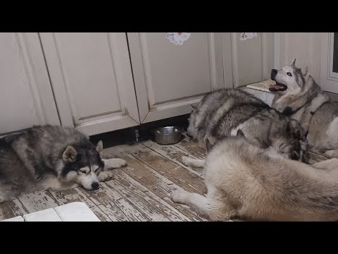 Видео: празднуем день рождение и гуляем с #хаски