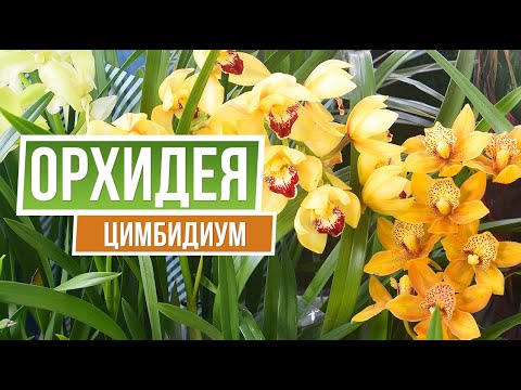 Видео: Орхидея цимбидиум 🌱 Garden Zoo