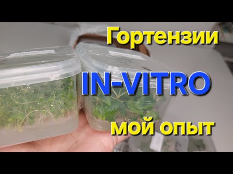 Видео: "Гортензии из пробирки"Что-то новенькое👍