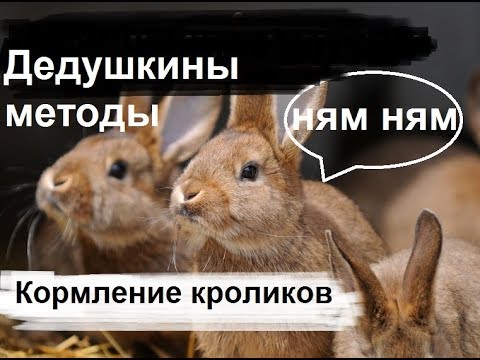 Видео: Чем можно и нужно кормить кроликов. Кормление кроликов как правильно