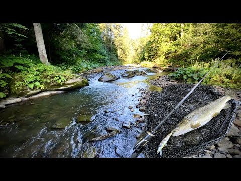 Видео: ФОРЕЛЬ В КАРПАТАХ|ЗЛОВИВ ФОРЕЛЬ НА ВОБЛЕР